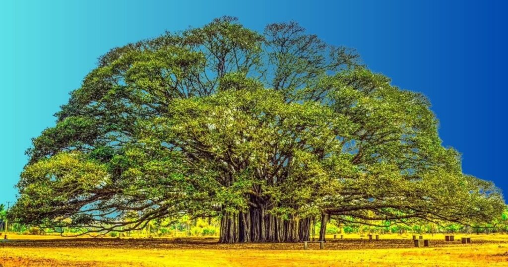 100 Feet Banyan Tree