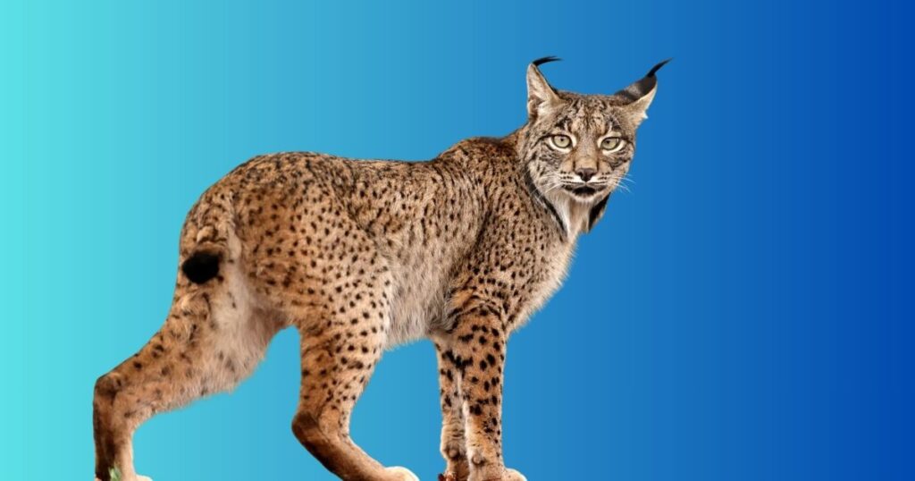 20 Kg Male Lynx