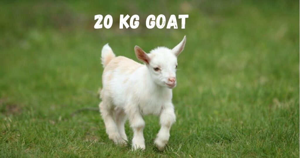 20 kg Goat