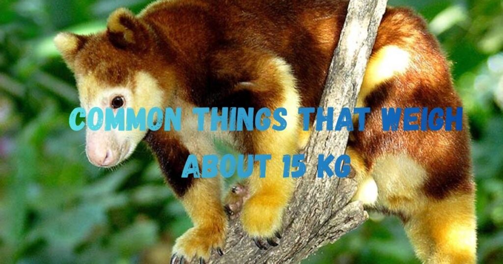 Things That Weigh About 15 Kg