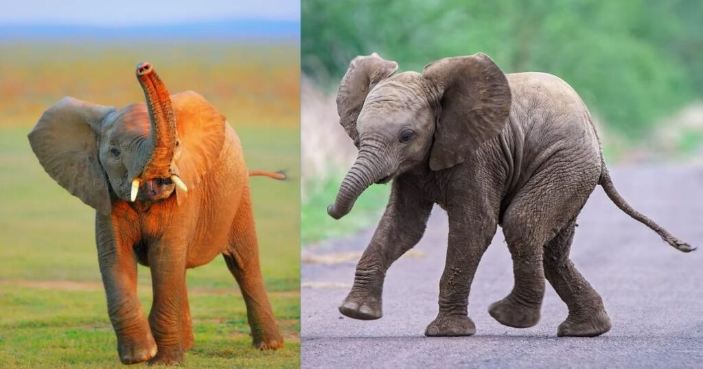 100 Kg Newborn Elephant