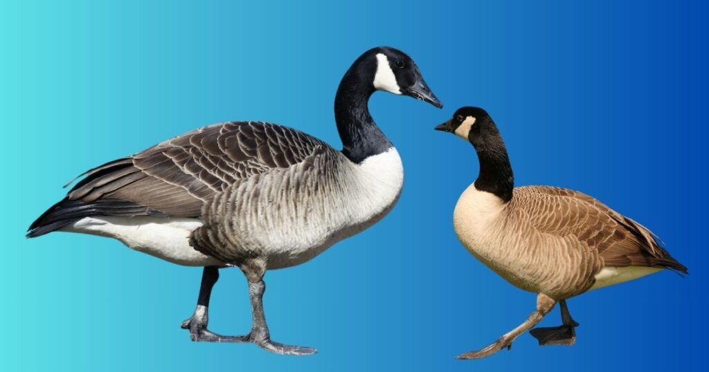 40 inch Canada goose