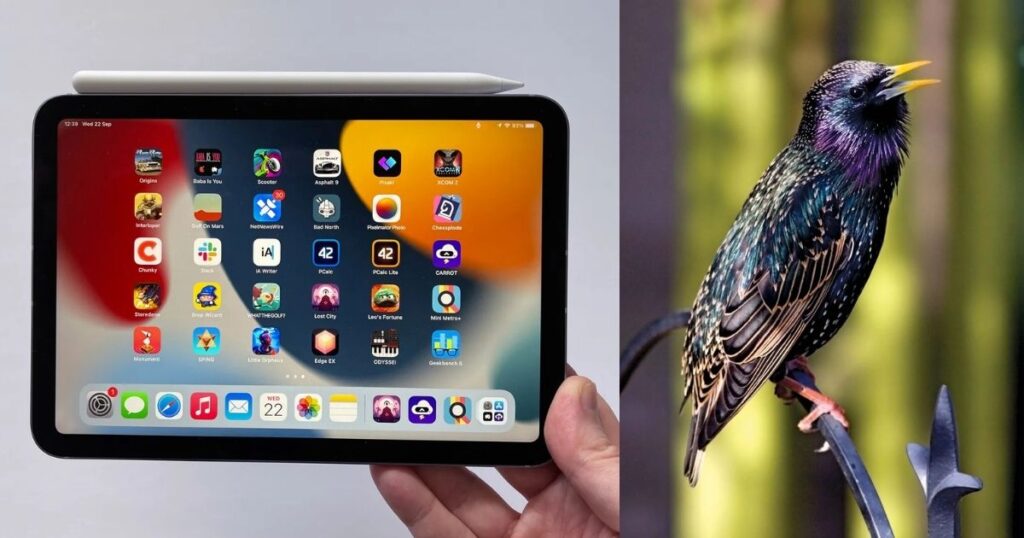 Things That Are 8 Inches Long